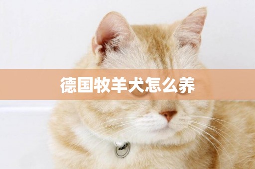 德國牧羊犬怎么養