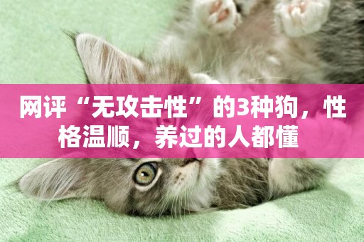 網評“無攻擊性”的3種狗，性格溫順，養過的人都懂 