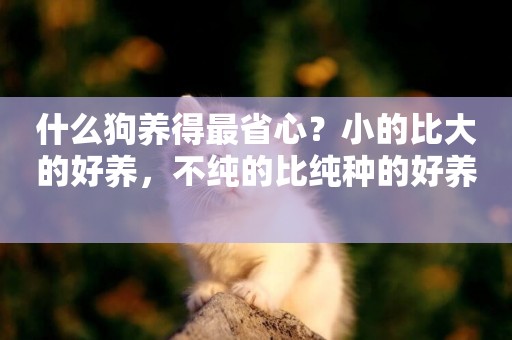 什么狗養得最省心？小的比大的好養，不純的比純種的好養 
