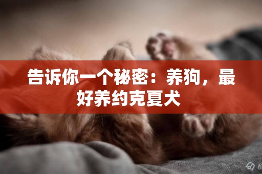 告訴你一個秘密：養狗，最好養約克夏犬 