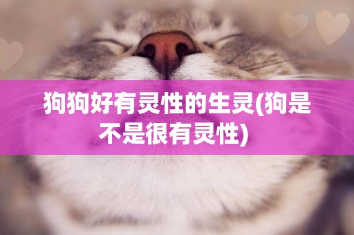 狗狗好有靈性的生靈(狗是不是很有靈性) 