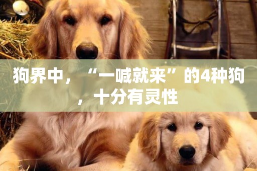 狗界中，“一喊就來”的4種狗，十分有靈性 