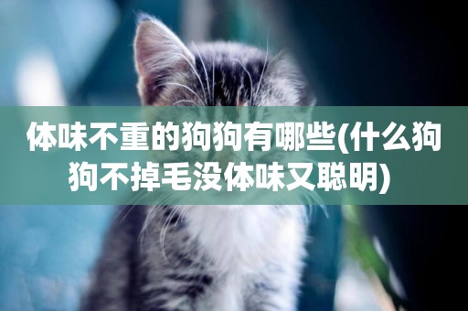 體味不重的狗狗有哪些(什么狗狗不掉毛沒體味又聰明) 