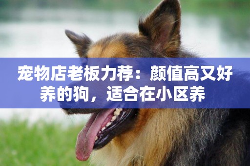 寵物店老板力薦：顏值高又好養的狗，適合在小區養 
