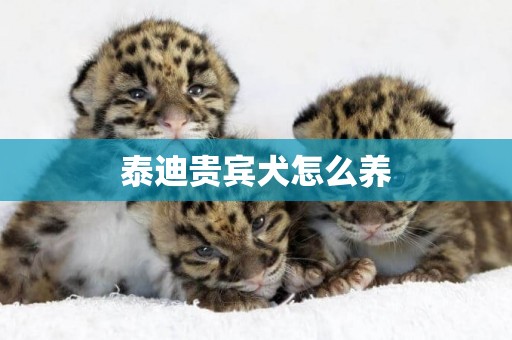 泰迪貴賓犬怎么養