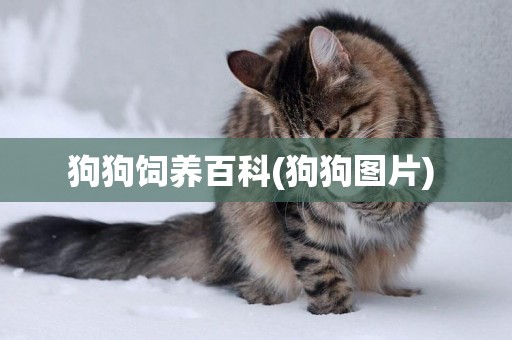 狗狗飼養百科(狗狗圖片) 