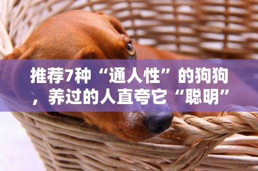 推薦7種“通人性”的狗狗，養過的人直夸它“聰明” 