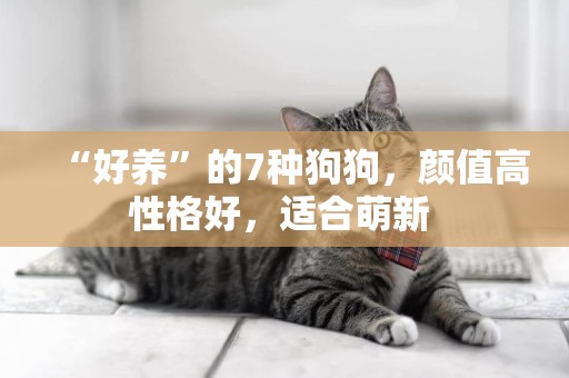 “好養”的7種狗狗，顏值高性格好，適合萌新 