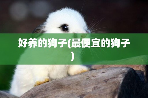 好養的狗子(最便宜的狗子) 