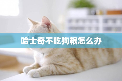 哈士奇不吃狗糧怎么辦
