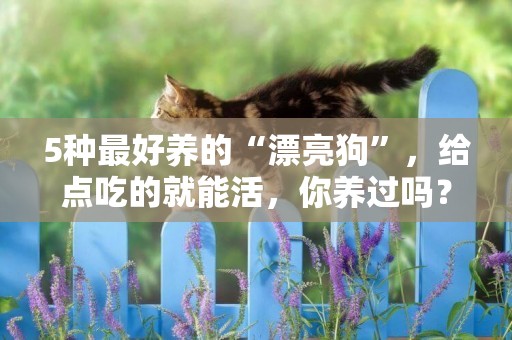 5種最好養的“漂亮狗”，給點吃的就能活，你養過嗎？ 