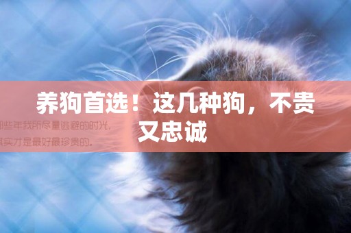 養狗首選！這幾種狗，不貴又忠誠 