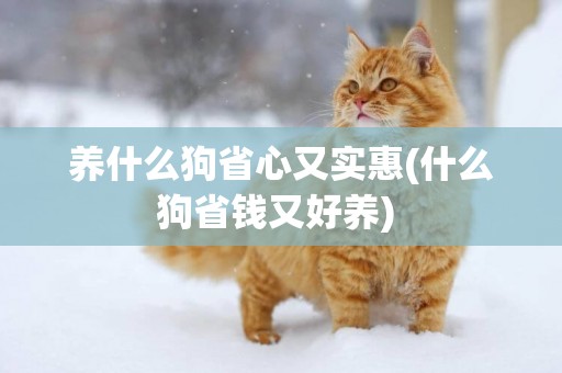 養什么狗省心又實惠(什么狗省錢又好養) 