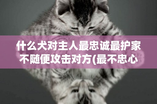 什么犬對主人最忠誠最護家不隨便攻擊對方(最不忠心的五種狗狗) 