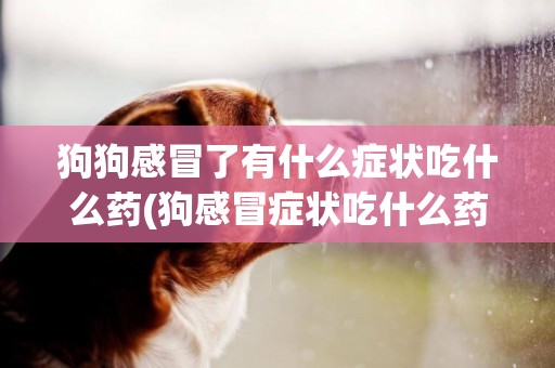 狗狗感冒了有什么癥狀吃什么藥(狗感冒癥狀吃什么藥好) 