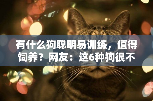 有什么狗聰明易訓練，值得飼養？網友：這6種狗很不錯 