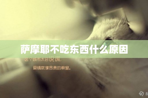 薩摩耶不吃東西什么原因