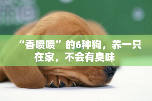 “香噴噴”的6種狗，養一只在家，不會有臭味 
