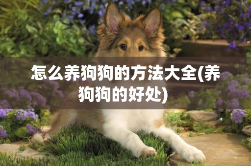 怎么養狗狗的方法大全(養狗狗的好處) 