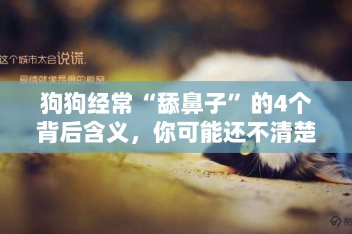 狗狗經常“舔鼻子”的4個背后含義，你可能還不清楚 
