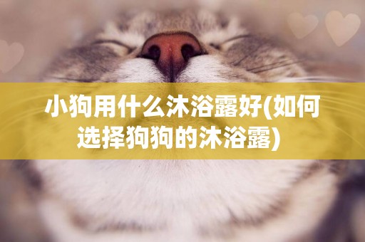 小狗用什么沐浴露好(如何選擇狗狗的沐浴露) 