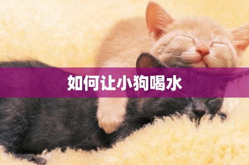 如何讓小狗喝水