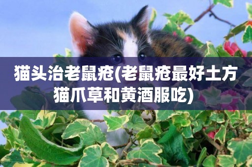 貓頭治老鼠瘡(老鼠瘡最好土方貓爪草和黃酒服吃) 