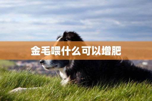 金毛喂什么可以增肥