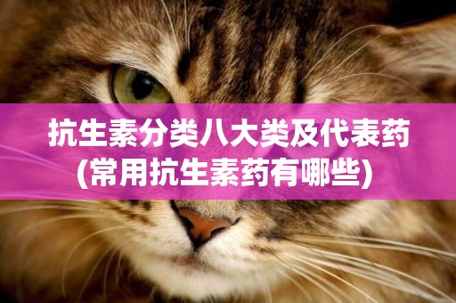 抗生素分類八大類及代表藥(常用抗生素藥有哪些) 
