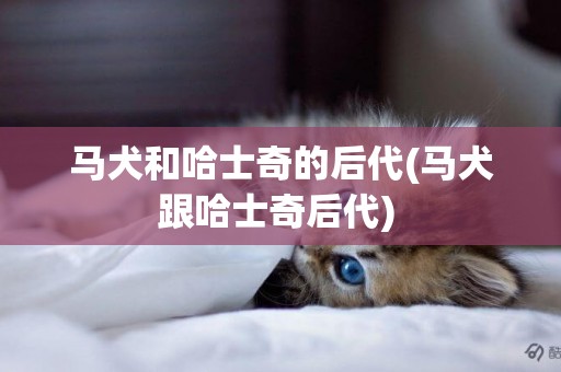 馬犬和哈士奇的后代(馬犬跟哈士奇后代) 