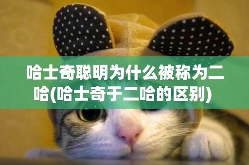 哈士奇聰明為什么被稱為二哈(哈士奇于二哈的區別) 
