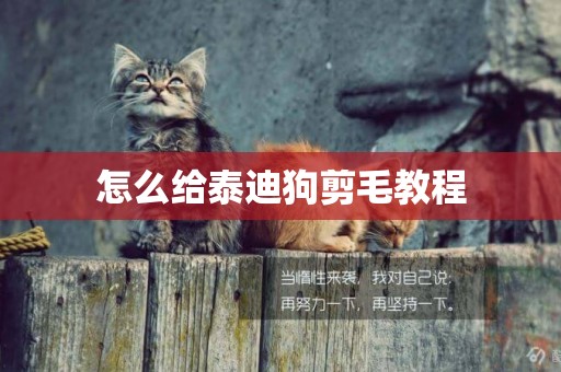 怎么給泰迪狗剪毛教程