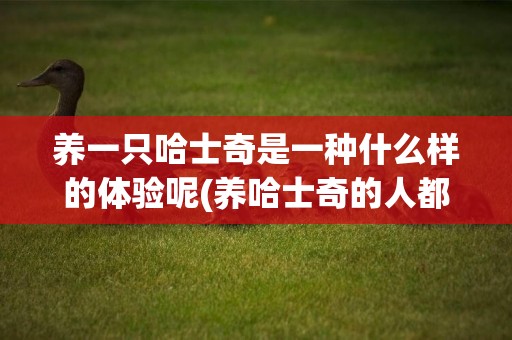 養一只哈士奇是一種什么樣的體驗呢(養哈士奇的人都后悔了) 