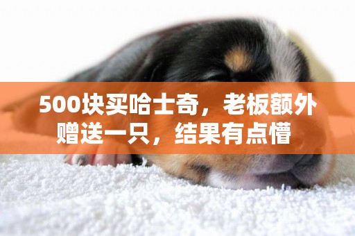 500塊買哈士奇，老板額外贈送一只，結果有點懵 