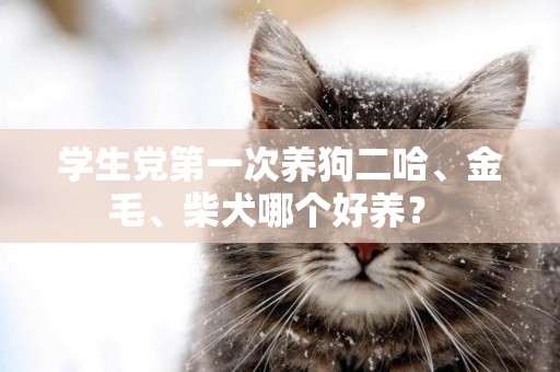 學生黨第一次養狗二哈、金毛、柴犬哪個好養？ 