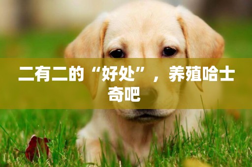 二有二的“好處”，養殖哈士奇吧 