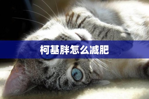 柯基胖怎么減肥