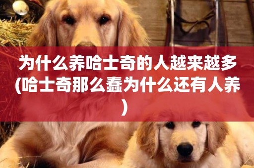 為什么養哈士奇的人越來越多(哈士奇那么蠢為什么還有人養) 
