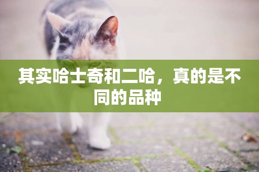 其實哈士奇和二哈，真的是不同的品種 