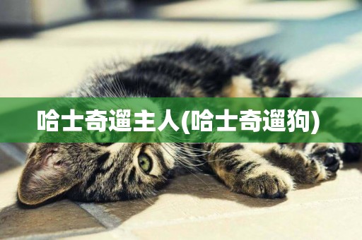 哈士奇遛主人(哈士奇遛狗) 
