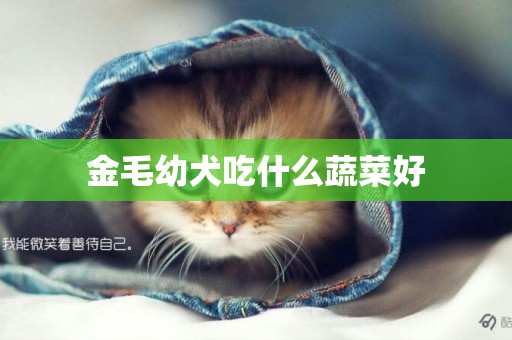 金毛幼犬吃什么蔬菜好