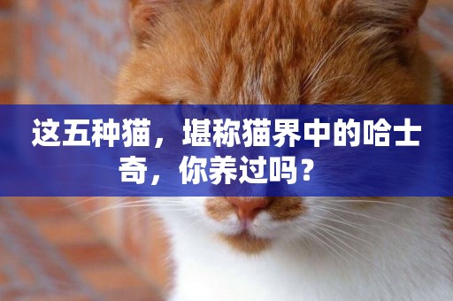 這五種貓，堪稱貓界中的哈士奇，你養過嗎？ 