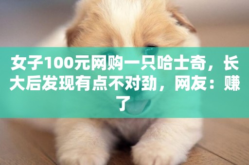 女子100元網購一只哈士奇，長大后發現有點不對勁，網友：賺了 
