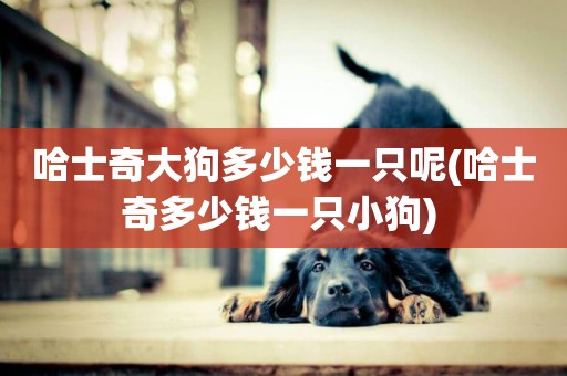哈士奇大狗多少錢一只呢(哈士奇多少錢一只小狗) 