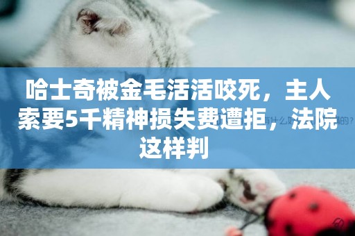 哈士奇被金毛活活咬死，主人索要5千精神損失費遭拒，法院這樣判 