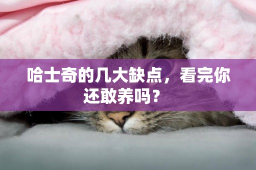 哈士奇的幾大缺點，看完你還敢養嗎？ 