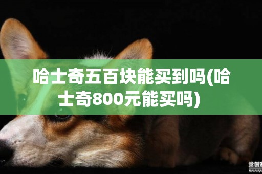 哈士奇五百塊能買到嗎(哈士奇800元能買嗎) 