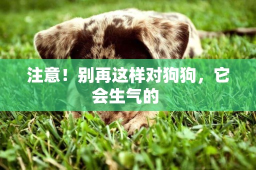 注意！別再這樣對狗狗，它會生氣的 