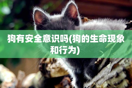 狗有安全意識嗎(狗的生命現象和行為) 