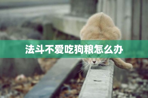 法斗不愛吃狗糧怎么辦